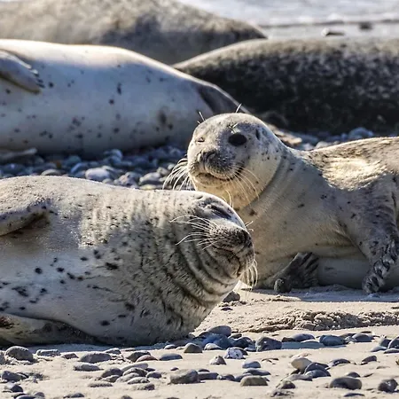 On Texel With Private Terrace Vakantiehuis *