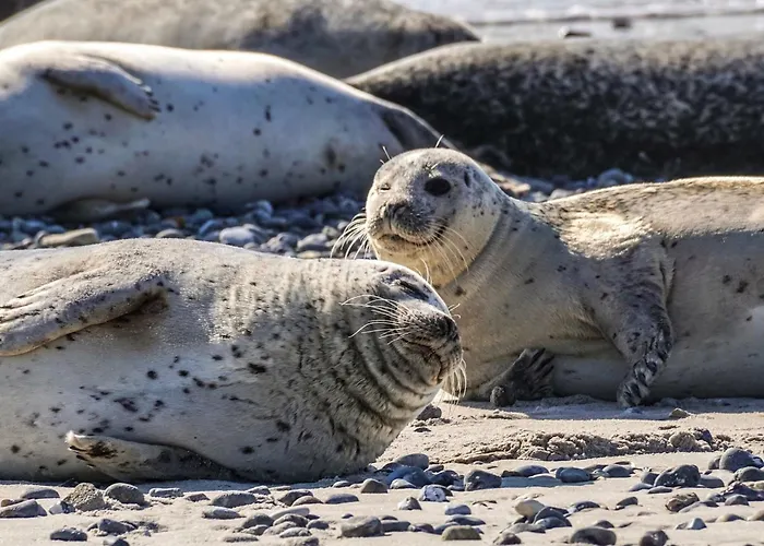 On Texel With Private Terrace Holiday home *